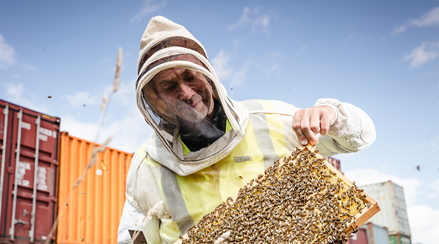 Imker Stephan Iblher k&uuml;mmert sich um die Hafenbienen am CTA. (Foto)